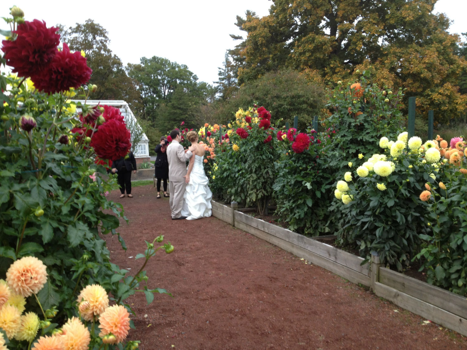 Bride and Groom Visiting Elizabeth Park Dahlia Garden